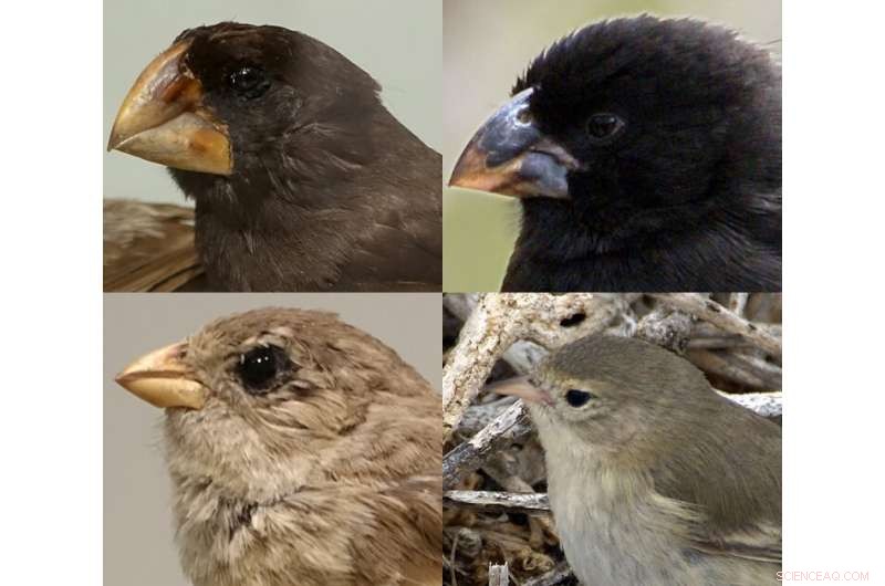 28 Gene Regions Found to Drive Rapid Evolution of Darwin’s Finches
