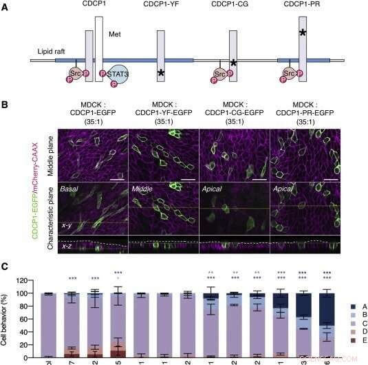 New Insights into Epithelial Cell Transformation: CDCP1 Drives Basal Delamination via Src Activation
