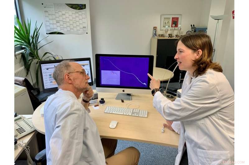 Human Sperm Masterfully Pack 23 DNA Strands – A Tetris-Like Process