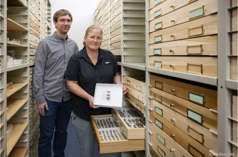 Scientists Discover Three of the Smallest Hawk Moths in The Bahamas