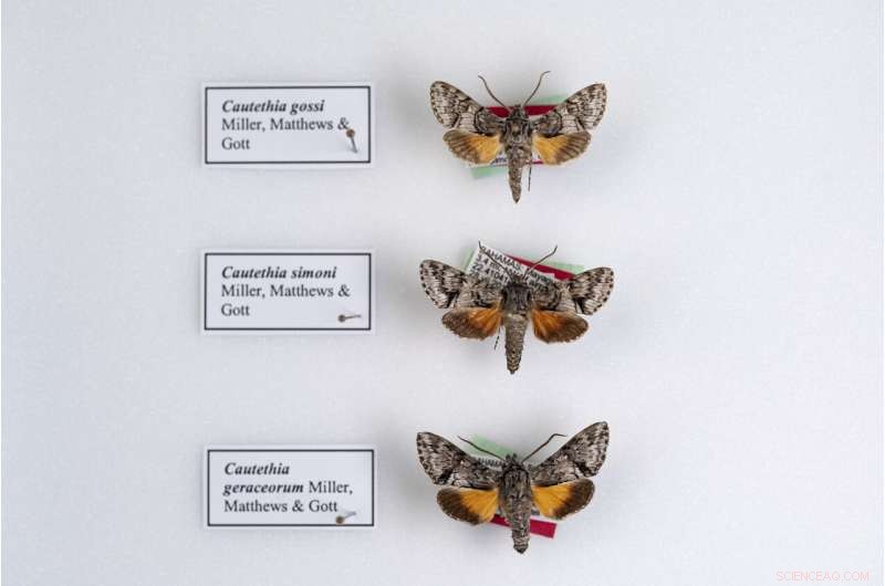 Scientists Discover Three of the Smallest Hawk Moths in The Bahamas