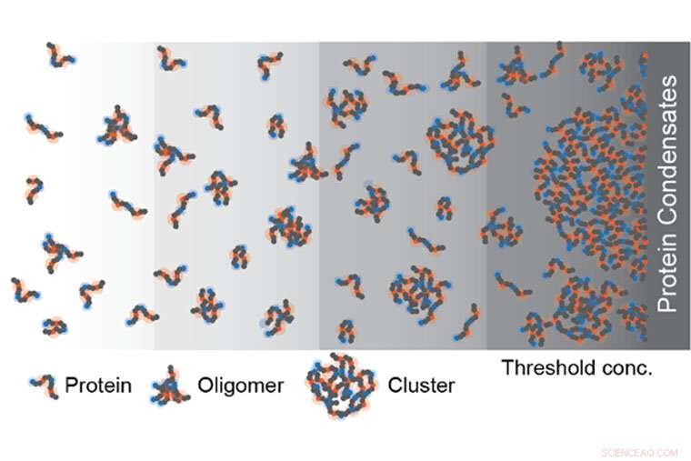 New Study Reveals Structured Architecture of Cellular Biomolecular Condensates