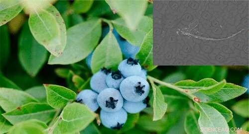 Nanocellulose Enhances Wild Blueberry Yield When Used With Leaf Fertilizer – New U. Maine Study