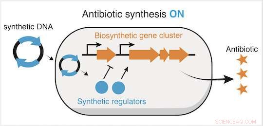 Unlocking Silent Genes: A CRISPR Breakthrough for Novel Antibiotics
