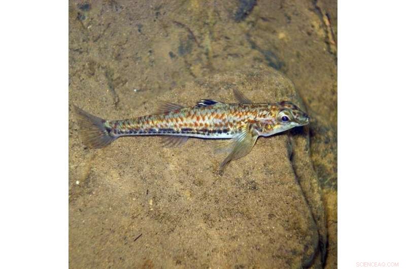 Tracing the Family Tree of Ancient Gobies: Unveiling Their Complex Evolution