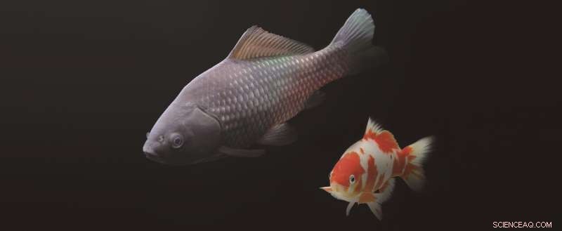 New Study Uncovers Evolutionary Secrets of Unisexual Reproduction