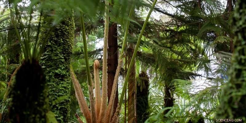 Researchers Urge Schools to Prioritize Plant Education, Highlighting Ecosystem Importance