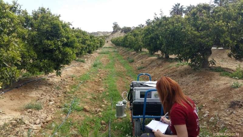 Intercropping Boosts Soil Carbon Reserves, Advancing Sustainable Farming