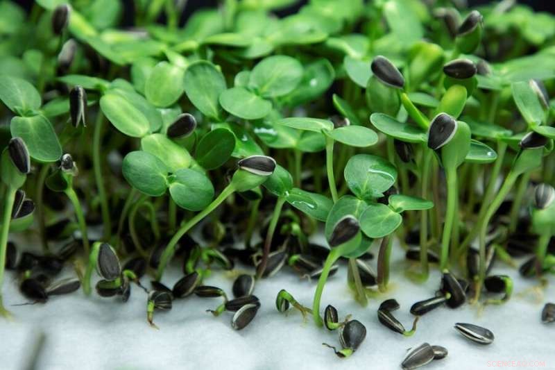 Researchers Identify Microgreens’ Susceptibility to Foodborne Pathogens