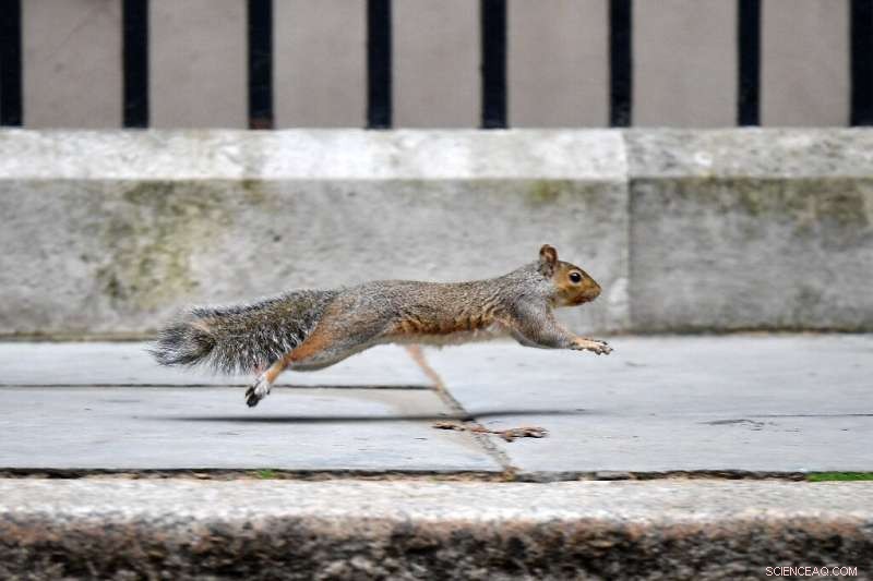 UK Considers Contraceptives to Control Invasive Grey Squirrels