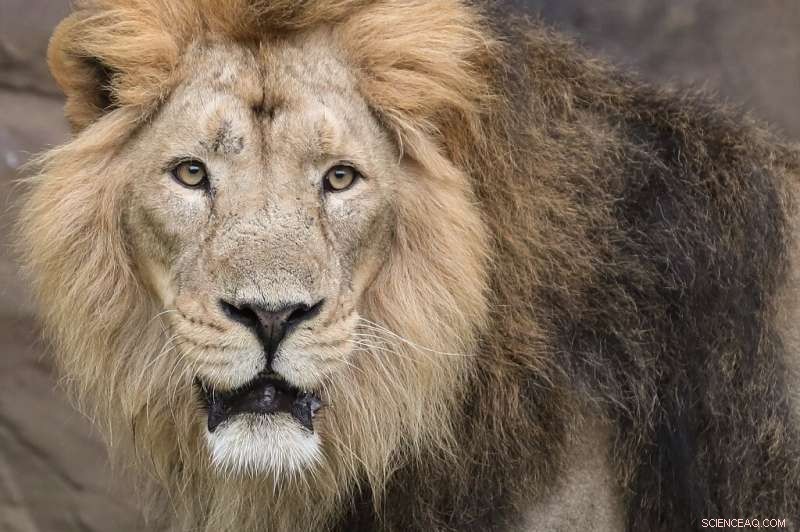 London Zoo Uses Advanced CAT Scan to Diagnose Lion s Ear Infection