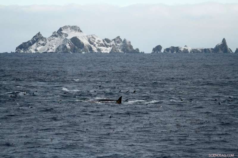 Massive Fin Whale Gatherings Signal Hope for Ocean Giants