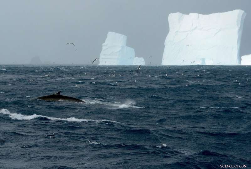 Massive Fin Whale Gatherings Signal Hope for Ocean Giants