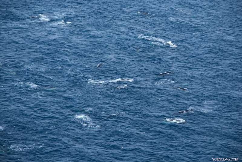 Massive Fin Whale Gatherings Signal Hope for Ocean Giants