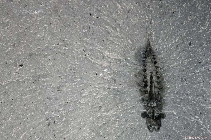 Half‑Billion‑Year‑Old Fossilized Brains of Stanleycaris Redefine Insect and Spider Evolution