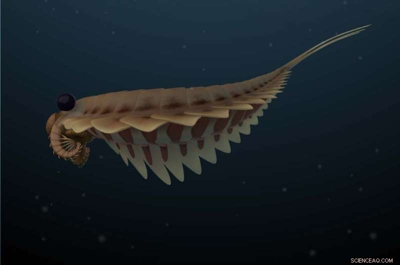 Half‑Billion‑Year‑Old Fossilized Brains of Stanleycaris Redefine Insect and Spider Evolution