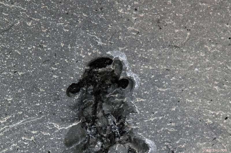 Half‑Billion‑Year‑Old Fossilized Brains of Stanleycaris Redefine Insect and Spider Evolution