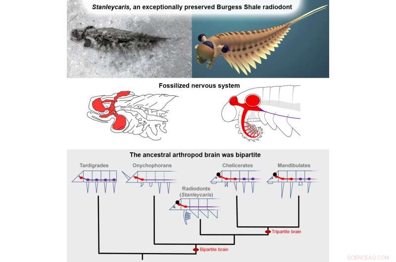 Half‑Billion‑Year‑Old Fossilized Brains of Stanleycaris Redefine Insect and Spider Evolution