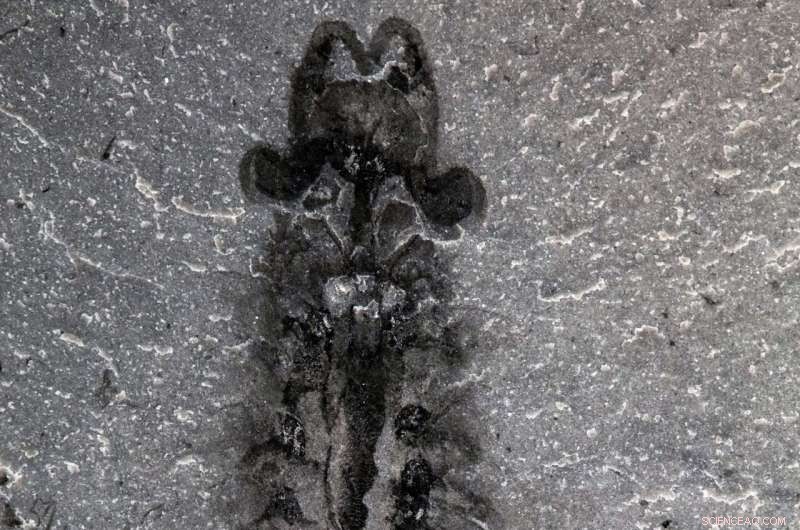 Half‑Billion‑Year‑Old Fossilized Brains of Stanleycaris Redefine Insect and Spider Evolution