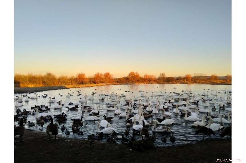 Swans Trade Rest for Feeding Spots, Study Finds Aggressive Behavior