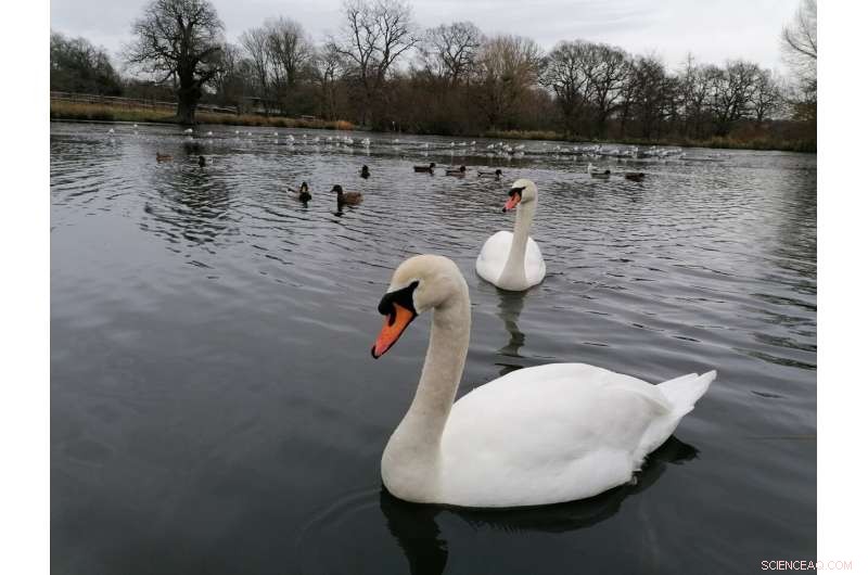 Swans Trade Rest for Feeding Spots, Study Finds Aggressive Behavior