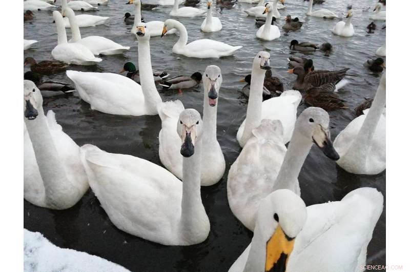 Swans Trade Rest for Feeding Spots, Study Finds Aggressive Behavior