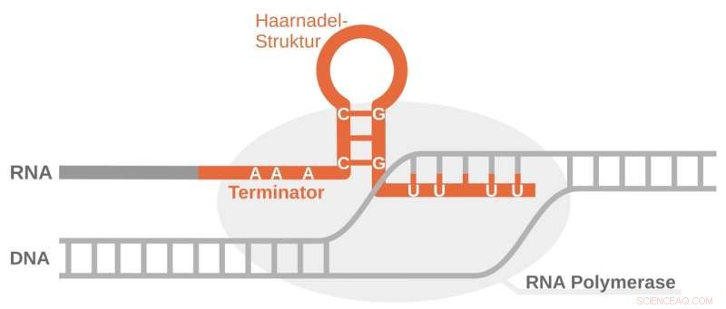 AI Accelerates Precise RNA Folding