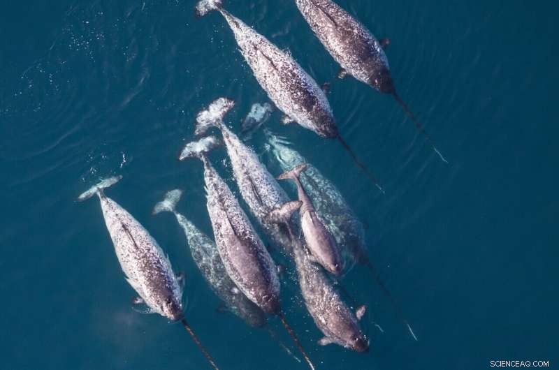 Seismic Survey Ship Noise Triggers Physiological Disruptions in Narwhals