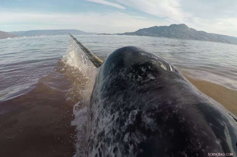 Seismic Survey Ship Noise Triggers Physiological Disruptions in Narwhals