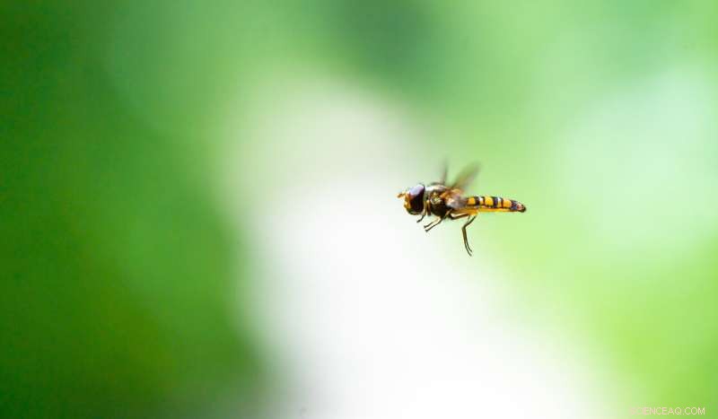 Scientists Identify Over 1,500 Genes Driving Insect Migration