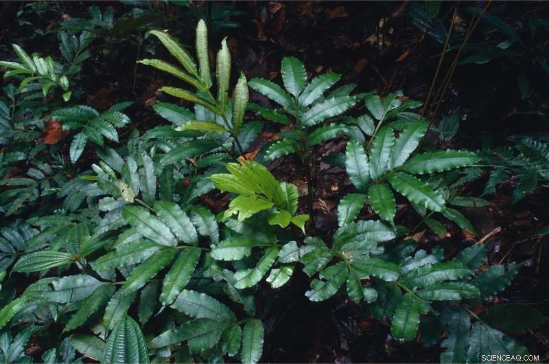 Unveiling Seven Stunning New Fern Species in Tropical American Rainforests