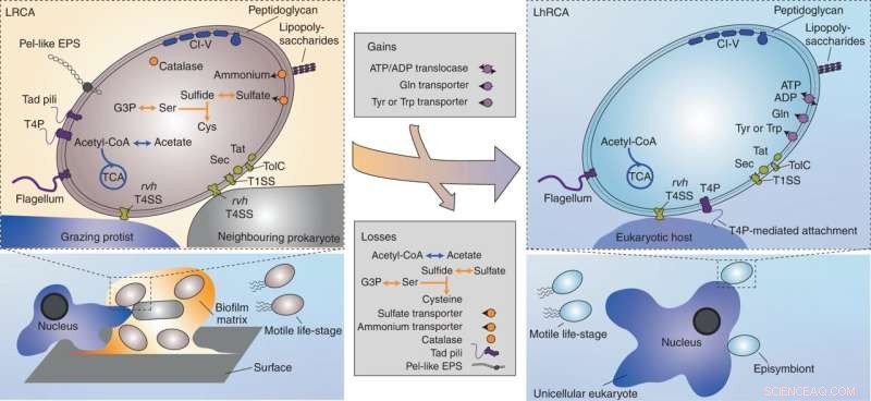Scientists Uncover Evolutionary Pathway of Pathogenic Bacteria