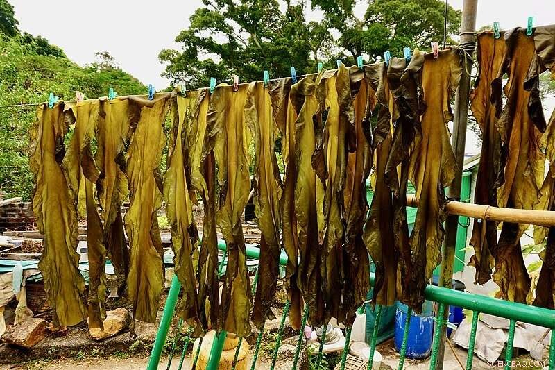 New Study Uncovers How Saccharina japonica Fucoidans Modulate Immune Response via Scavenger Receptors