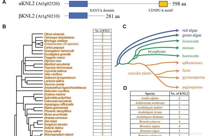 Scientists Identify and Classify the KNL2 Gene, Key Driver of Cell Division, Across Major Plant Lineages