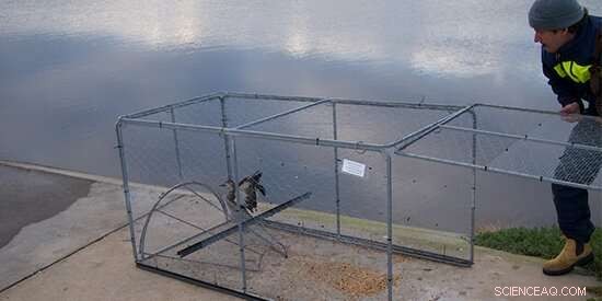 Wild Bird Monitoring Uncovers Zoonotic Disease Threats