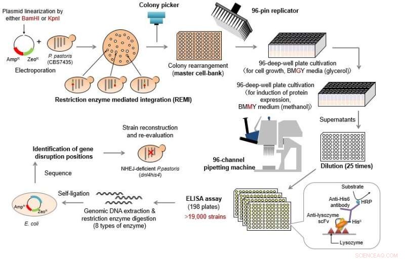 Innovative Technique Boosts Protein Yield in Pichia pastoris Yeast Strains