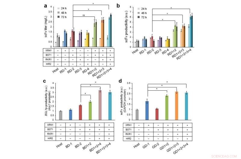Innovative Technique Boosts Protein Yield in Pichia pastoris Yeast Strains