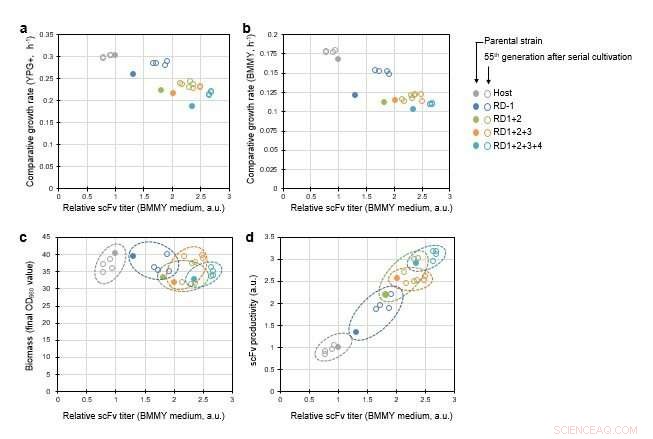 Innovative Technique Boosts Protein Yield in Pichia pastoris Yeast Strains