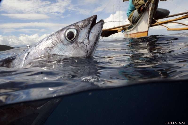 Billions Depend on Wild Species for Food, Fuel, Income – UN Urges Sustainable Use