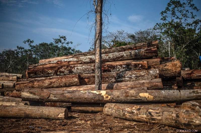 Billions Depend on Wild Species for Food, Fuel, Income – UN Urges Sustainable Use