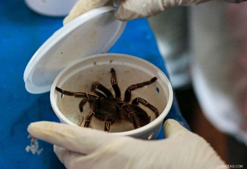 Exporting Exotic Pets: Nicaragua s Journey of Frogs & Spiders to the U.S.