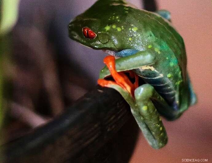 Exporting Exotic Pets: Nicaragua s Journey of Frogs & Spiders to the U.S.