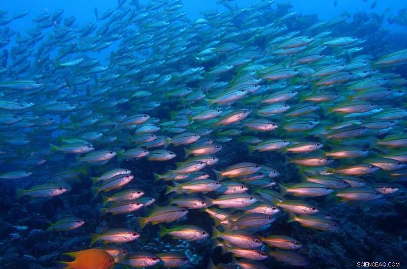 Top 15 Emerging Threats to Ocean Biodiversity: Expert Forecasts for the Next Decade