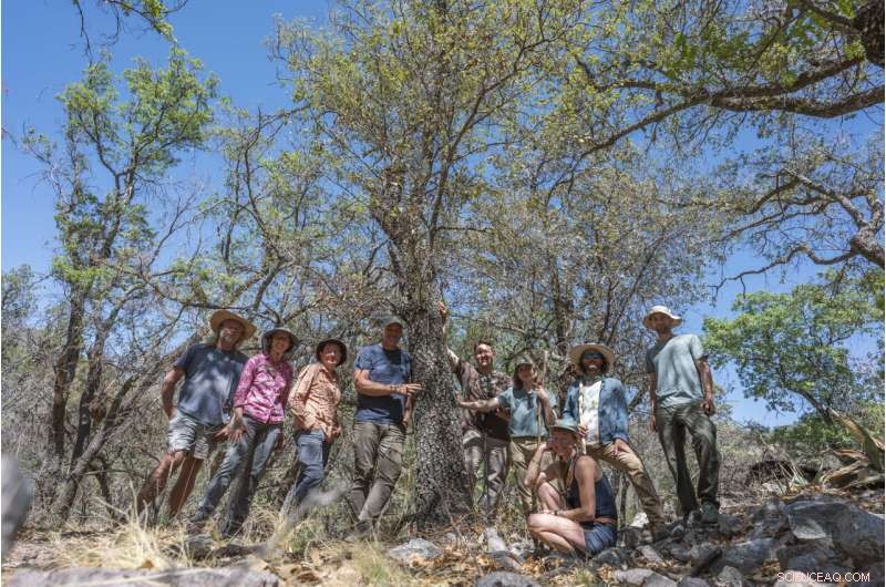Extinct Oak Tree Rediscovered in Texas  Big Bend National Park, Urgent Conservation Needed