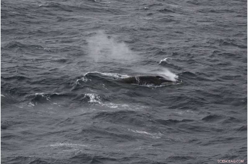 Fin Whale Populations Surge as Antarctic Feeding Grounds Revive