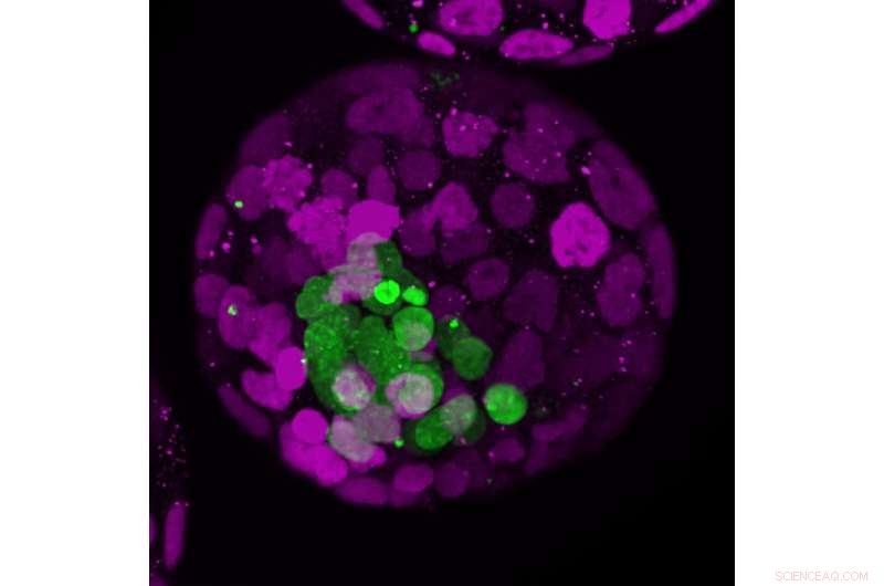 Early Embryo Drives Development: How the First Cells Guide Placenta Formation