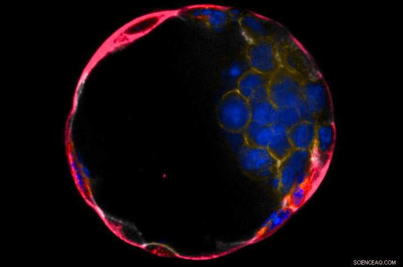 Early Embryo Drives Development: How the First Cells Guide Placenta Formation