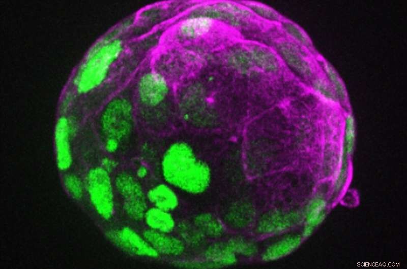 Early Embryo Drives Development: How the First Cells Guide Placenta Formation