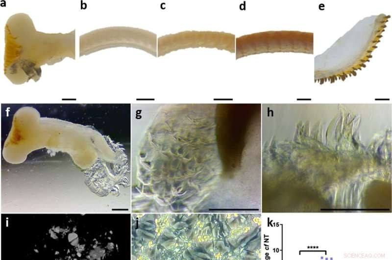 Designing a Super-Strong Biomaterial Based on Limpet Shell Mechanics