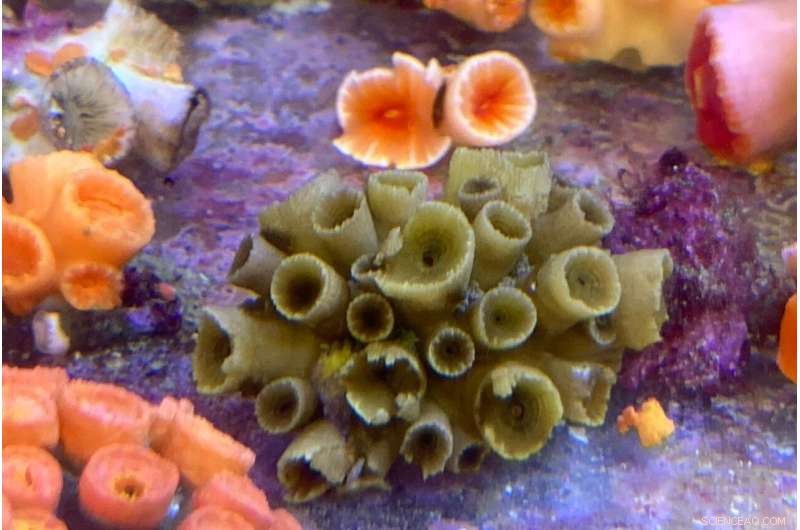Hong Kong Scientists Discover Three New Coral Species in Local Waters